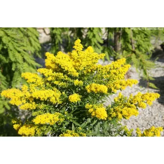 Aranyvessző (Solidago)