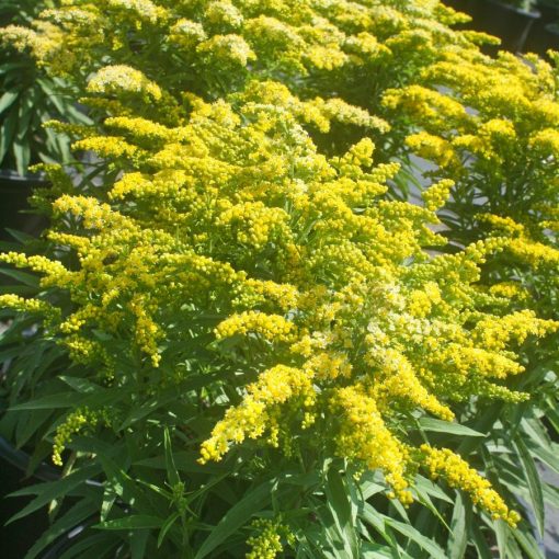 Solidago Sweety - Aranyvessző