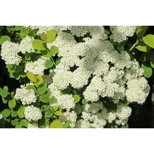 Spiraea decumbens - Törpe gyöngyvessző