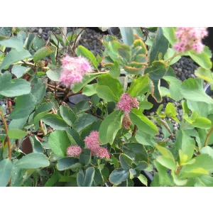 Spiraea densiflora - Gyöngyvessző