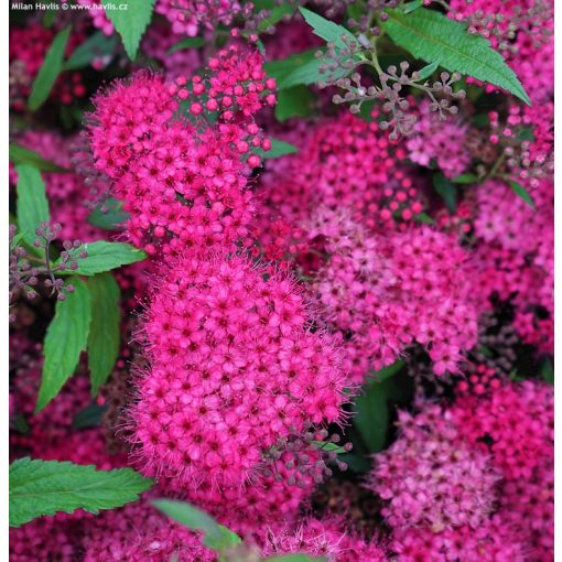 Spiraea japonica Darts Red - Japán gyöngyvessző