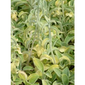 Stachys byzantina Primrose Heron - Gyapjas tisztesfű