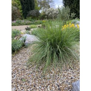 Stipa gigantea Alberich - Óriás árvalányhaj