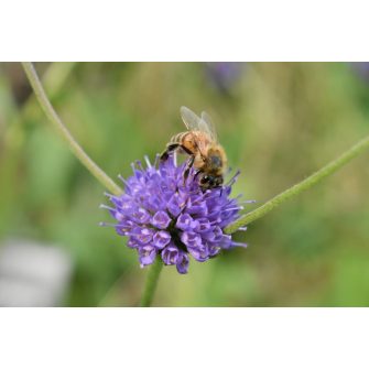 Ödögharaptafű (Succisia)