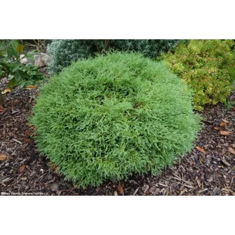 Tuja (Thuja)