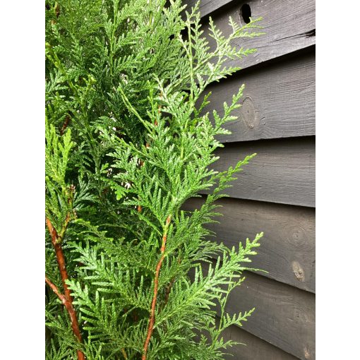 Thuja plicata Atrovirens - Óriás tuja