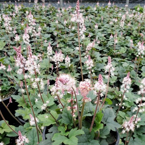 Tiarella cordifolia Oakleaf - Turbántok