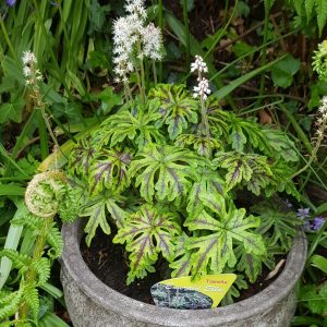 Tiarella Emerald Ellie - Turbántok