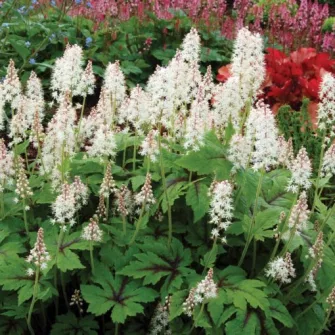 Turbántok (Tiarella)