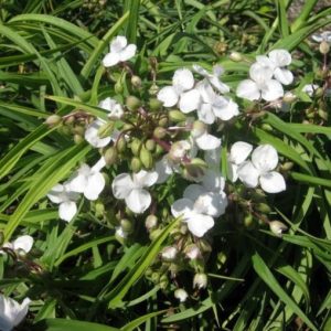 Tradescantia x andersoniana Alba - Kerti pletyka