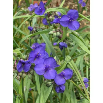 Pletyka (Tradescantia)