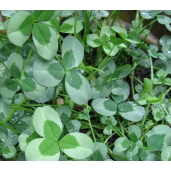 Here (Trifolium)