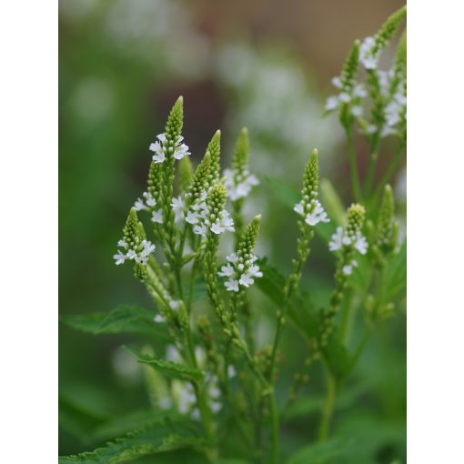 Verbena hastata White Spires – Dúsvirágú verbéna