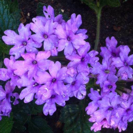 Verbena Seabrooks Lavender - Verbéna