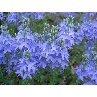 Veronika félék (Veronica)