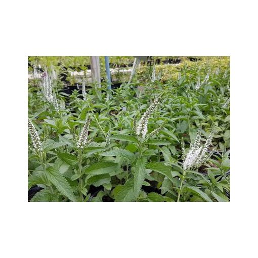 Veronica longifolia White Jolanda - Hosszúlevelű veronika