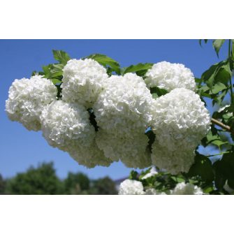 Bangita (Viburnum)