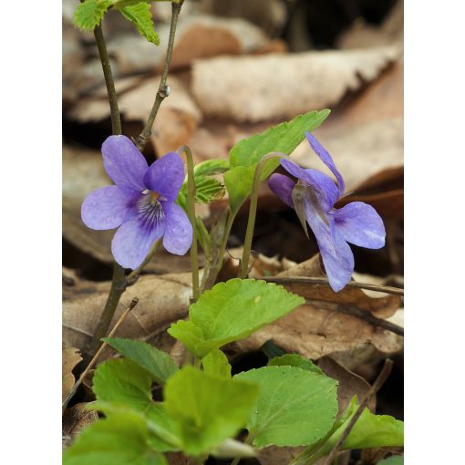 Viola reichenbachiana