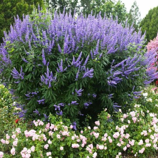 Vitex agnus-castus - Barátcserje