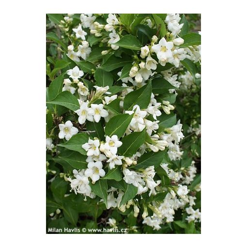 Weigela Bristol Snowflake - Rózsalonc