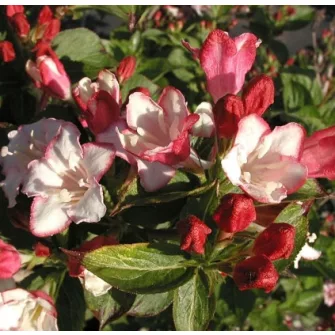 Rózsalonc (Weigela)