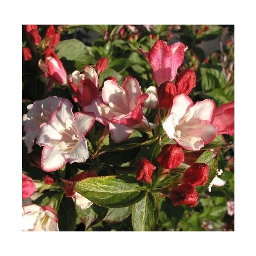 Weigela Courtalor - Rózsalonc