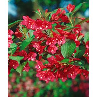 Rózsalonc (Weigela)
