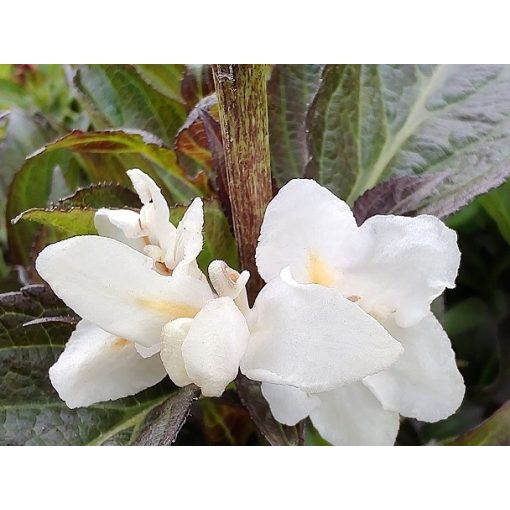 Weigela florida Ebony and Ivory - Rózsalonc