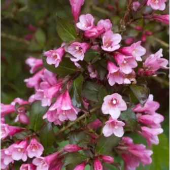 Rózsalonc (Weigela)