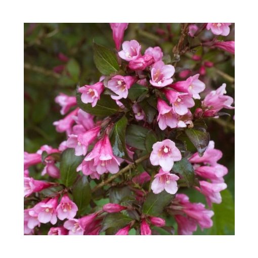 Weigela florida Nana Purpurea - Rózsalonc