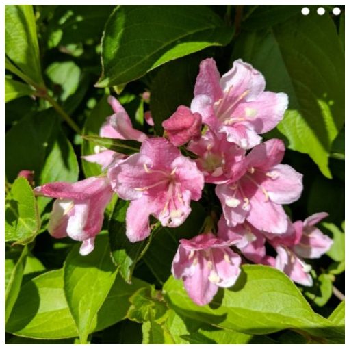 Weigela florida Pink Princess - Rózsalonc