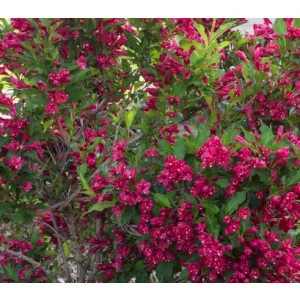 Weigela Red Prince - Rózsalonc