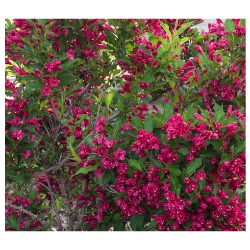 Weigela Red Prince - Rózsalonc