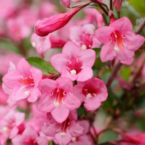Weigela middendorffiana - Sárga virágú rózsalonc