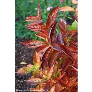 Weigela Wings of Fire - Rózsalonc