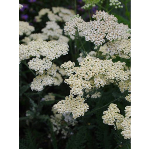 Achillea filipendula Hymne - Cickafark