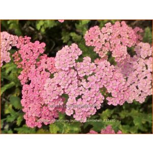 Achillea millefolium Butterfly Bombshell - Cickafark