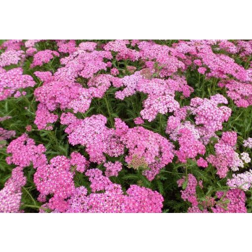 Achillea millefolium Excel - Cickafark