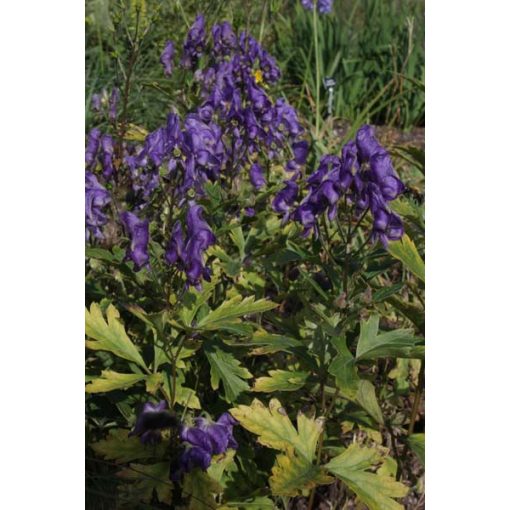 Aconitum seoulense BSWJ 4107 - Sisakvirág