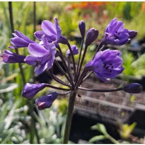 Agapanthus Black Buddhist - Szerelemvirág