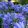 Agapanthus Blue Umbrella - Szerelemvirág