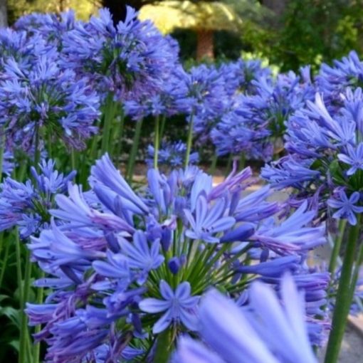 Agapanthus Blue Umbrella - Szerelemvirág