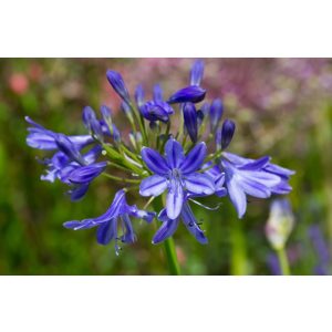 Agapanthus Lapis Lazuli - Szerelemvirág