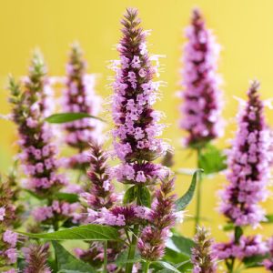 Agastache Beelicious Pink - Izsópfű