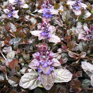 Ajuga reptans Mahogany - Ínfű