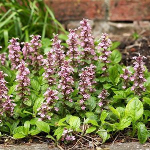 Ajuga reptans Spring Surprise - Ínfű