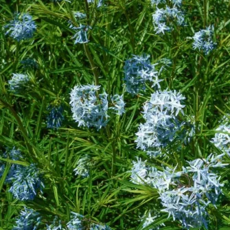 Csillagmetén (Amsonia)