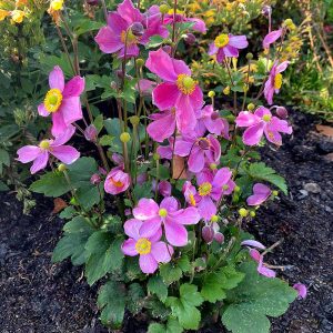 Anemone hybrida Satin Doll Rose - Szellőrózsa