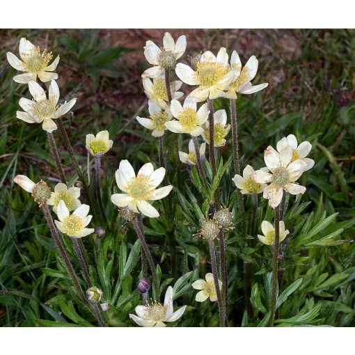 Anemone multifida - Szellőrózsa