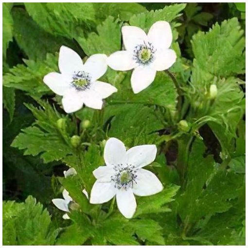 Anemone rivularis - Szellőrózsa